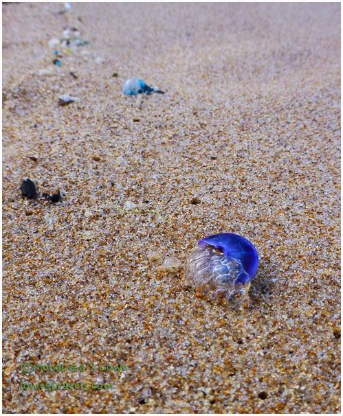 Man o War Jelly Fish, Barbados
