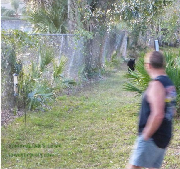 Bear in Florida