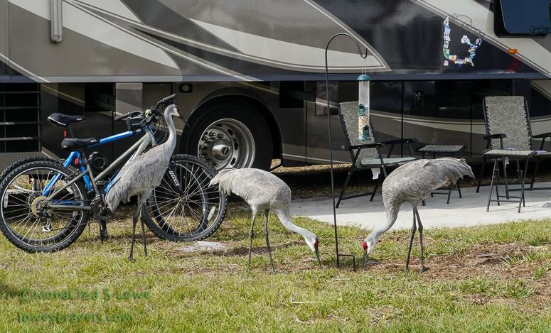 Sandhill Cranes