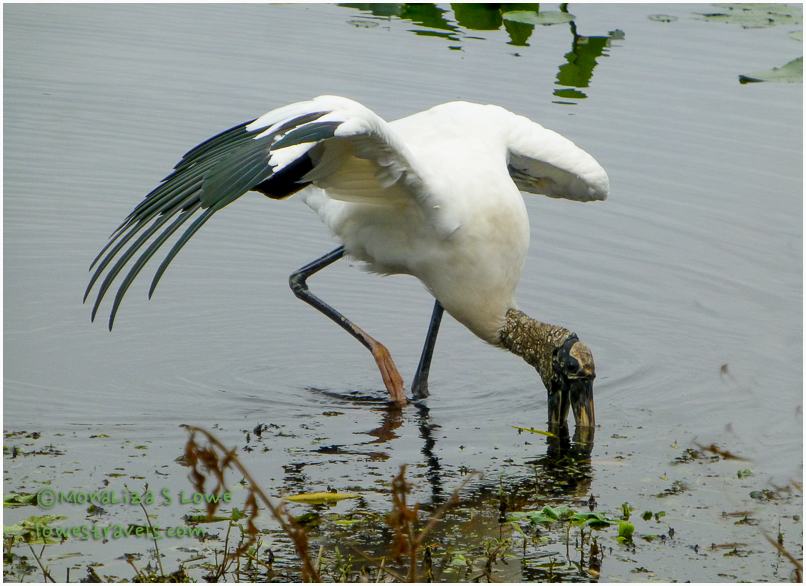 Wood Stork