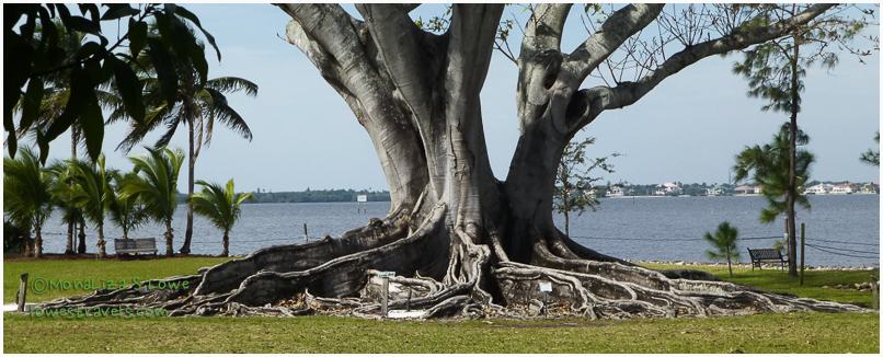 Ficus drupacea, Mysore Fig