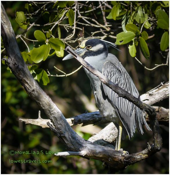 Yellow Crowned Night Heron