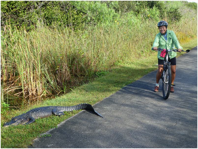 Alligator at Shark Valley