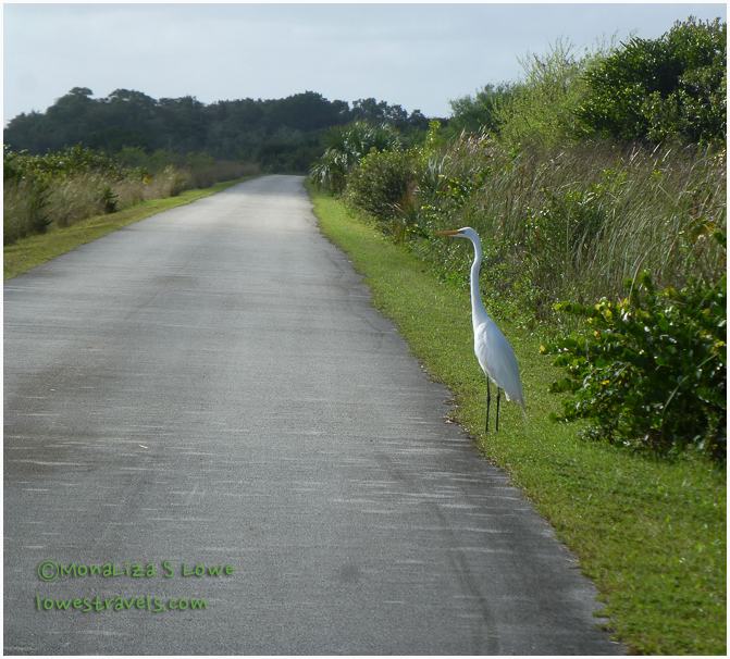Great Egret