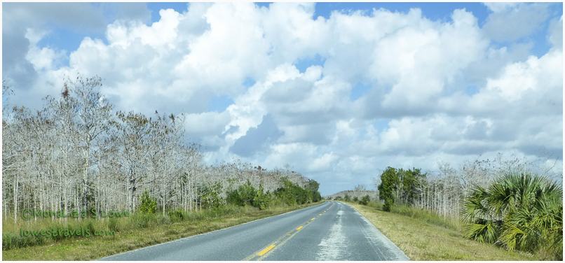 Dwarf Cypress Tress, Everglades
