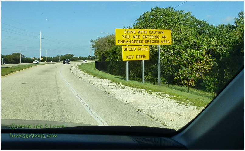 Key Deer warning