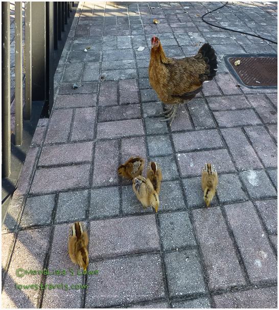 Chicken and chicks around Key West