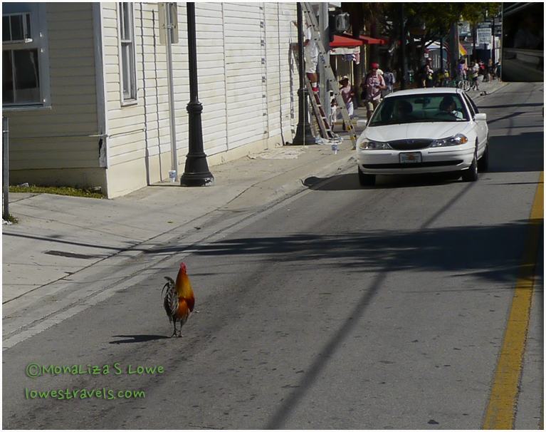 Rooster crossing street