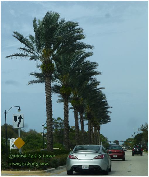 Palm Trees seen in Venice, FL