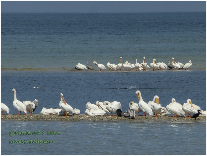 White Pelicans
