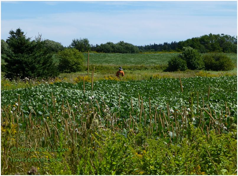 Homestead Trail PEI