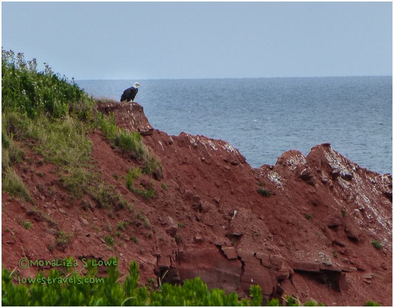 Bald Eagle, PEI