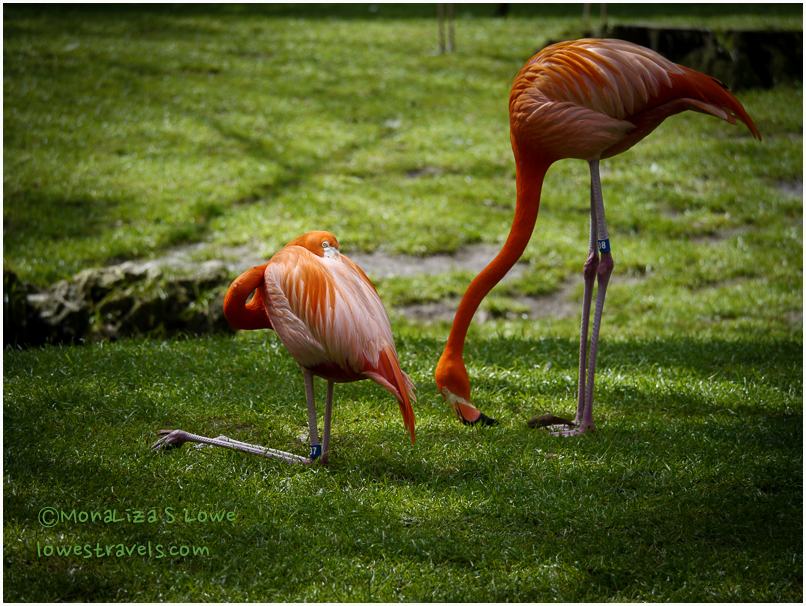 Flamingo