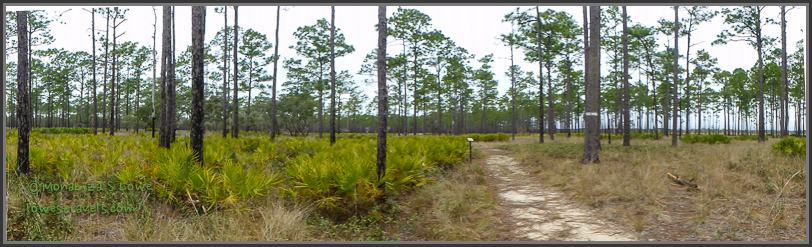 Pine Flatwood Trail, Ochlockonee River State PArk