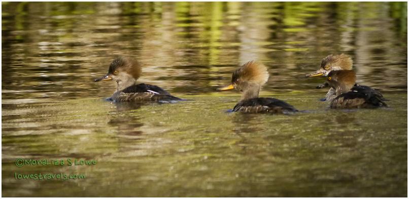 Hooded Merganser