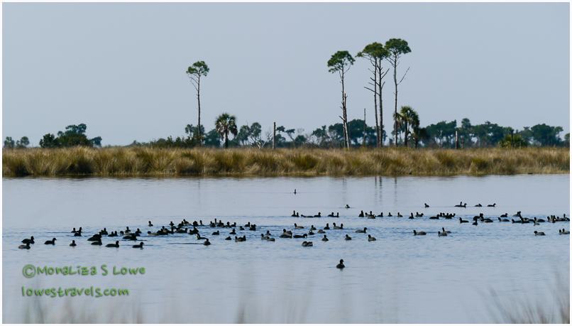 American Coots