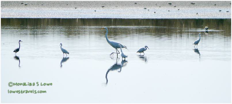 Great Egret