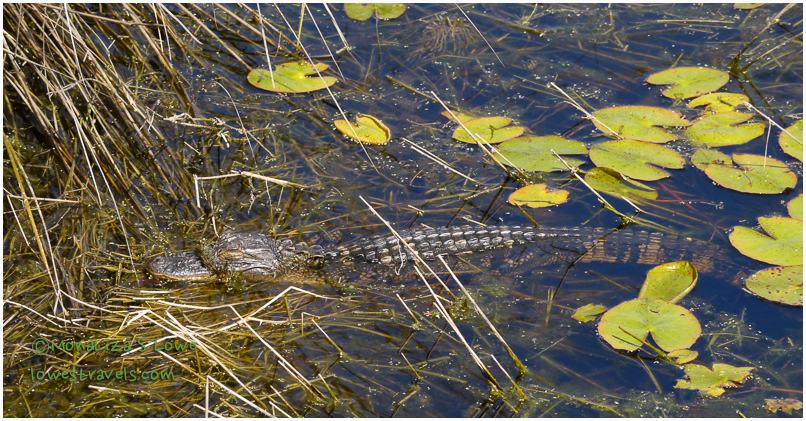 Baby Alligator