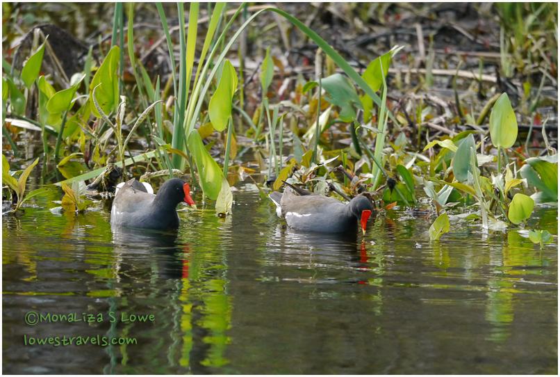 Moorhen