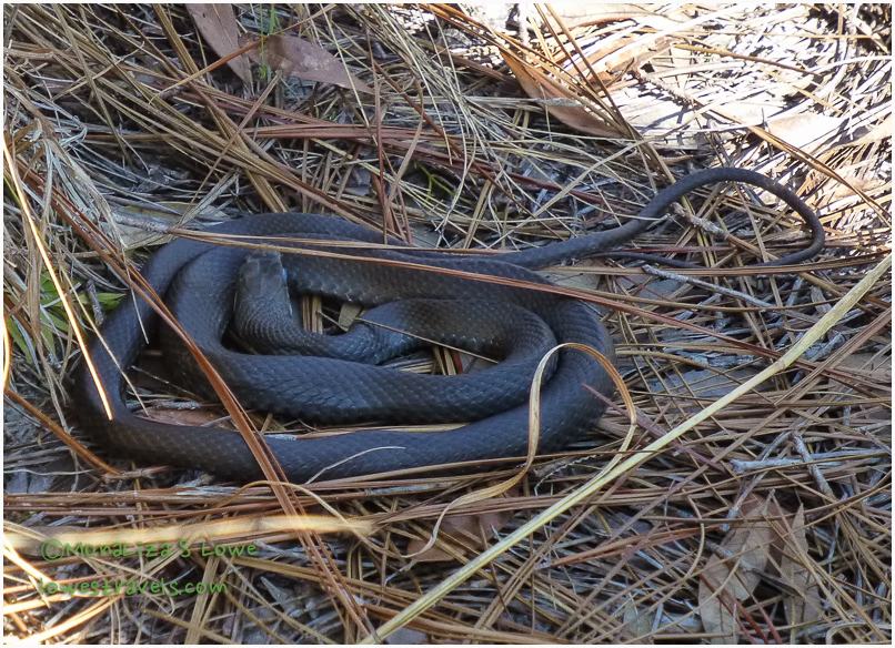 This guy got our attention!