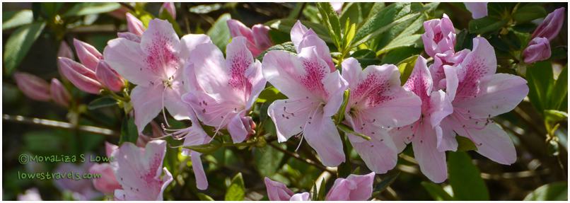 Azalea