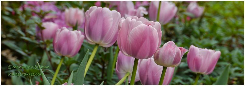 Tulips