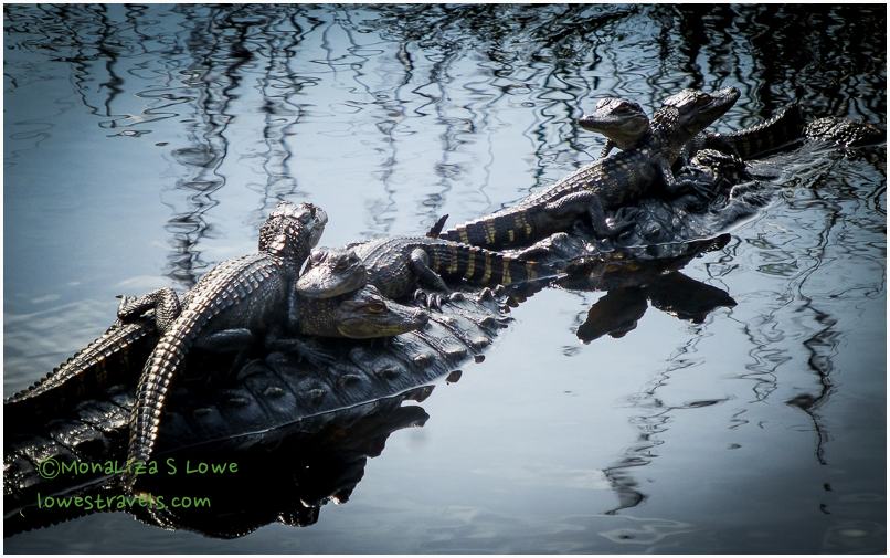 Lefty, the alligator