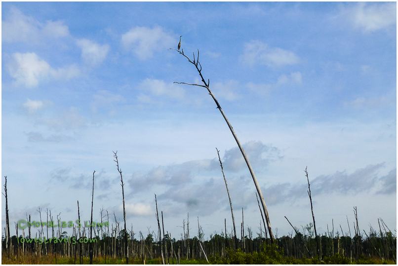 Great Blue Heron on top of tree