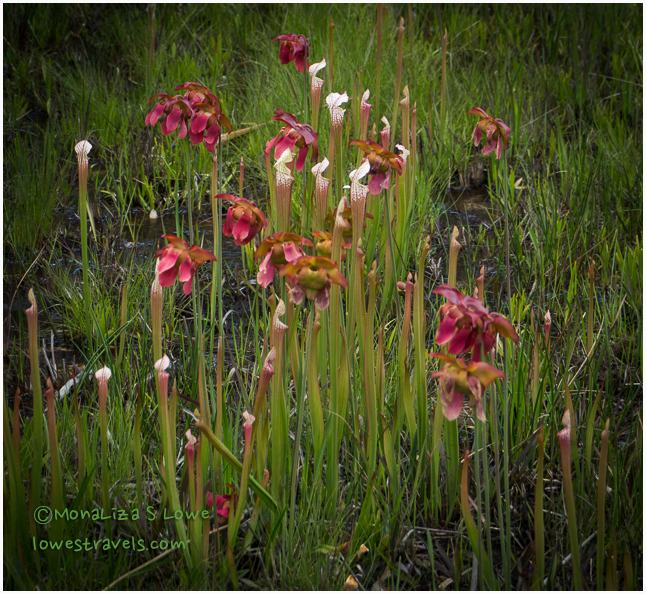 Pitcher Plants