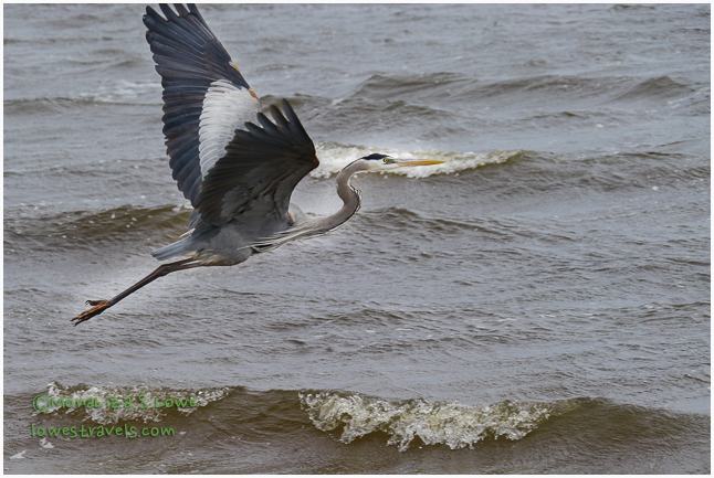 Great Blue Heron in flight