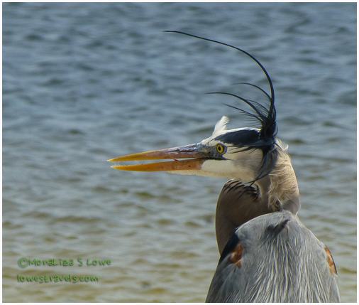 Great Blue Heron