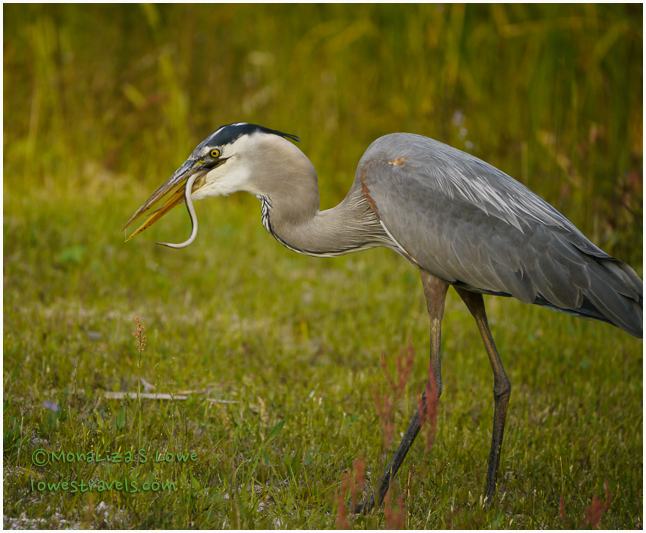 Great Blue Heron