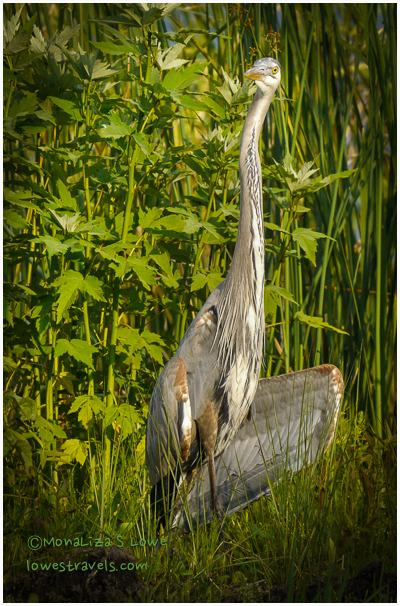 Great Blue Heron