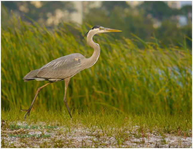 Great Blue Heron