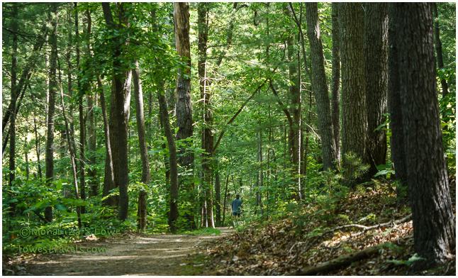 Biltmore Estates Forest