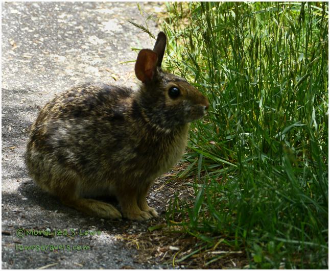 Rabbit at Richard Balsam Mountain