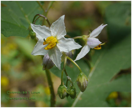 White Wildflower at Chimney rock