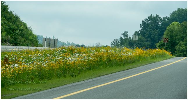 Wilflowers in Virginia