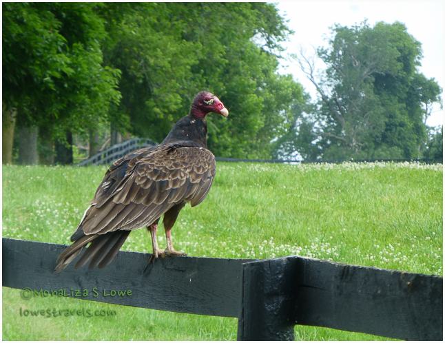 Turkey Vulture