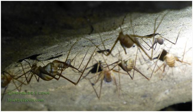Mammoth Cave dwellers