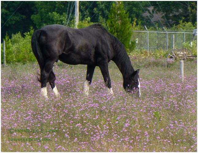 MacGulpin Point,Mackinaw City