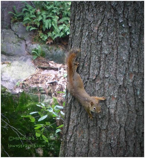 American Red Squirrel