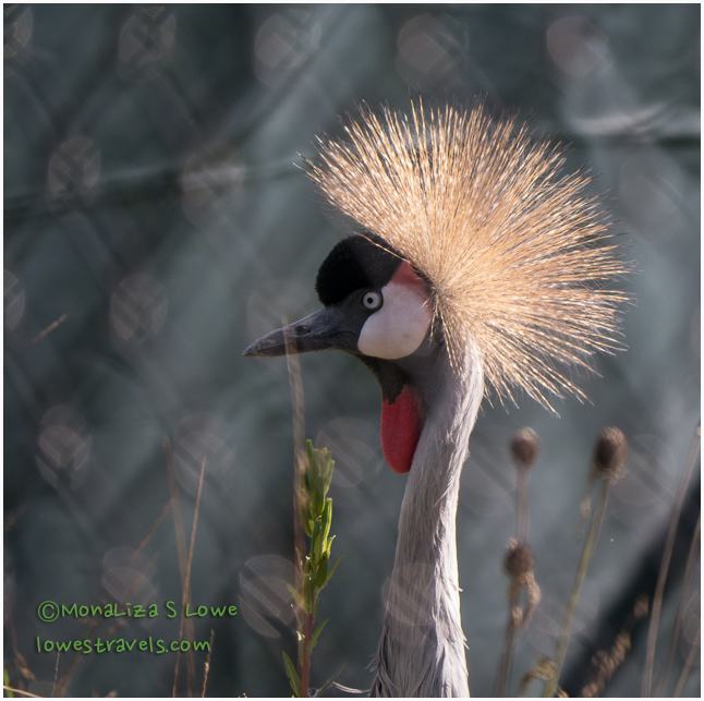 Grey crowned crane