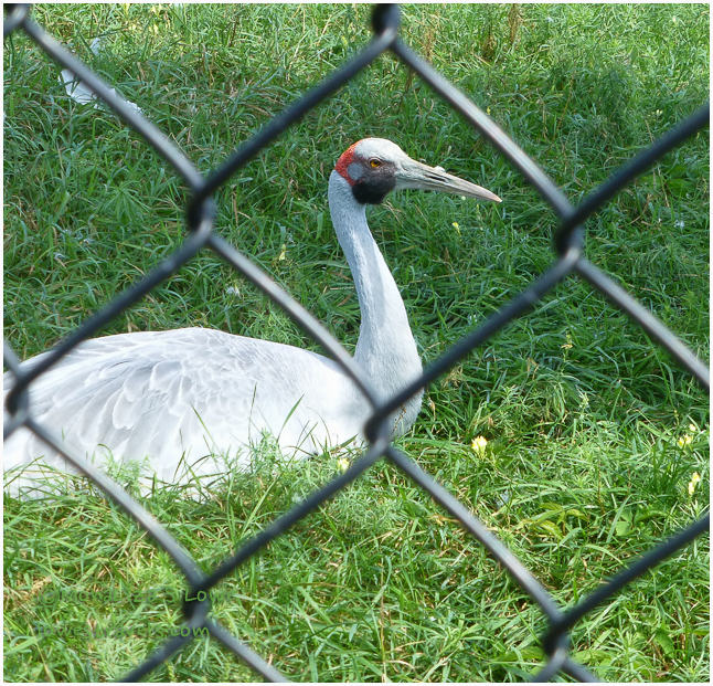 Brolga