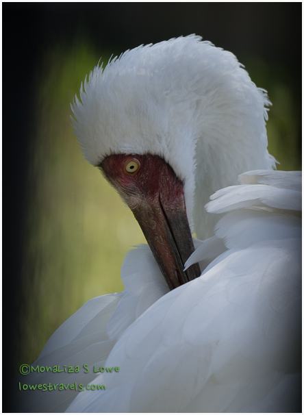 Siberian Crane