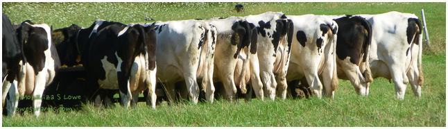 Holstein Cows