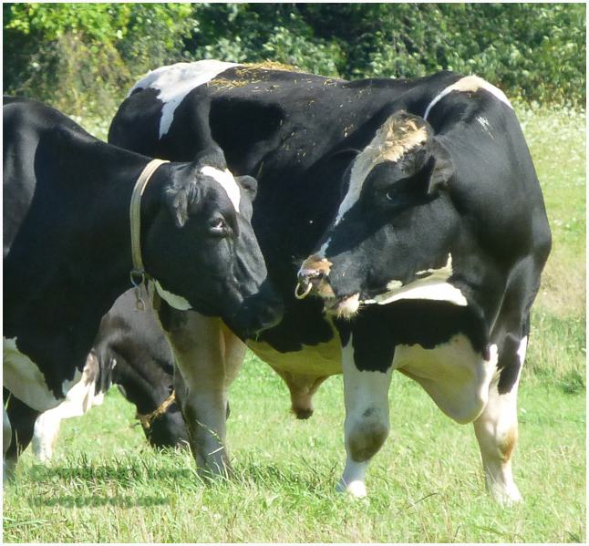 Holstein Cows