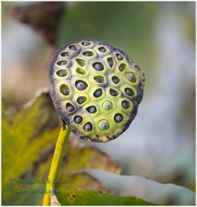 American Lotus seed