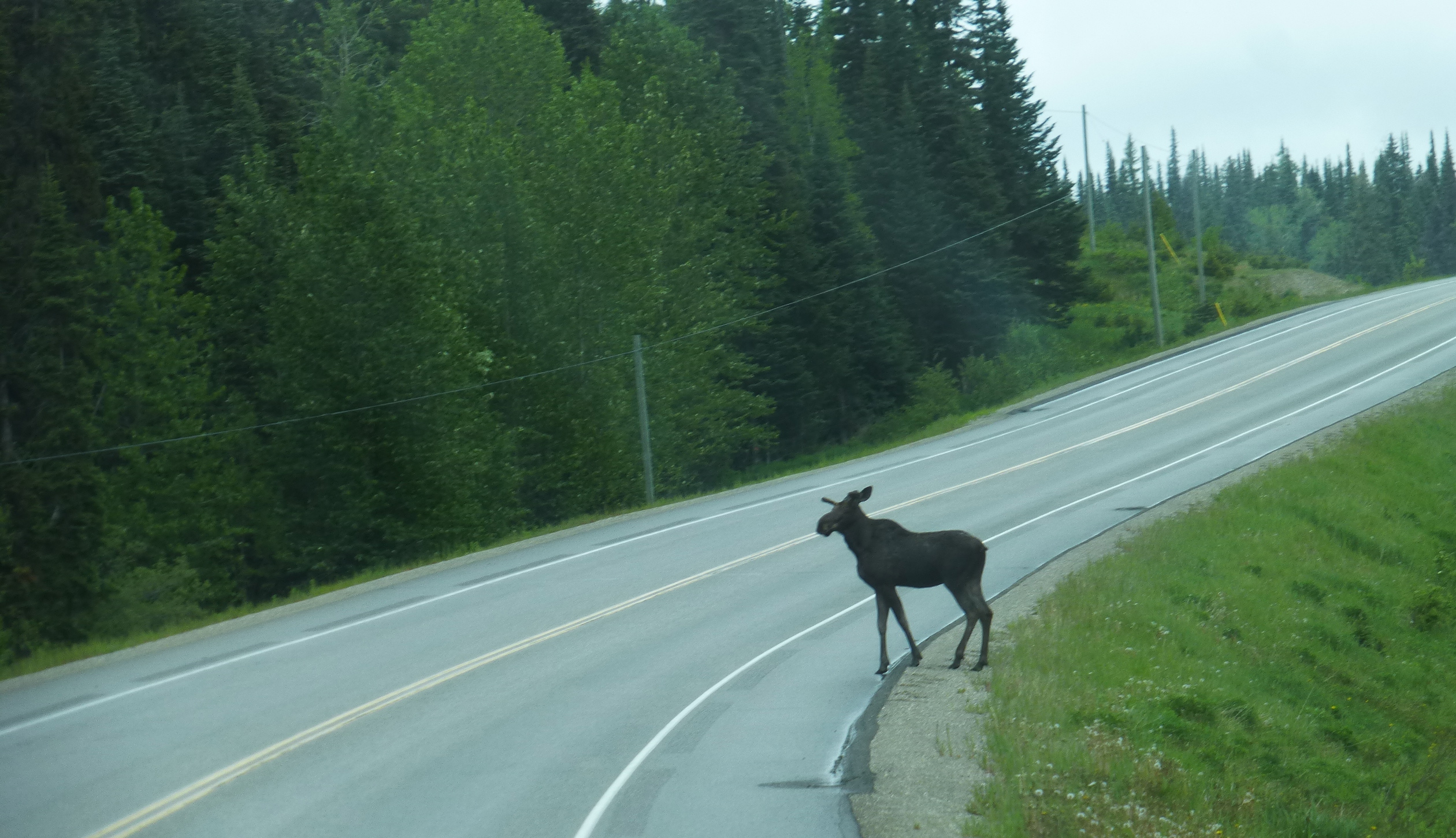 Moose crossing the highway