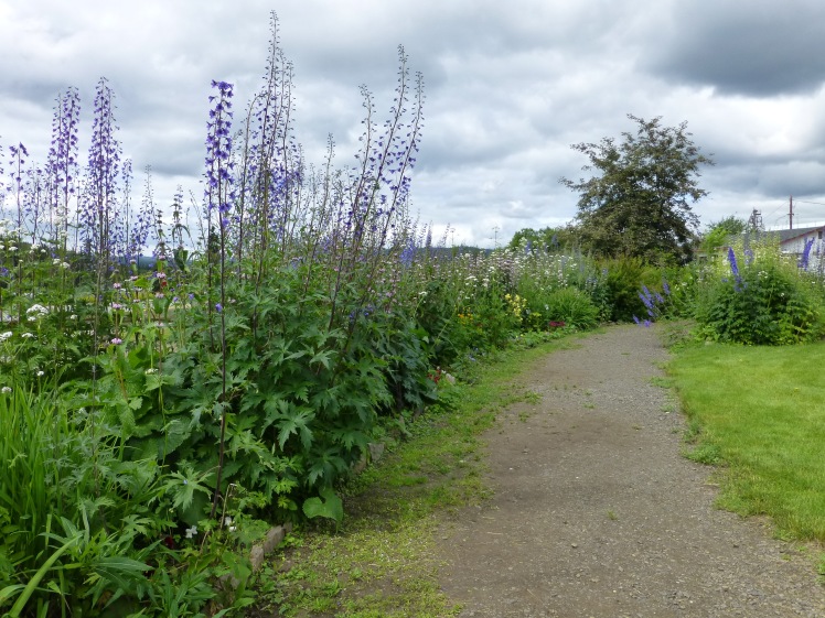 Giant Lupines